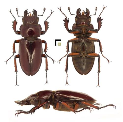Lucanus marazziorum